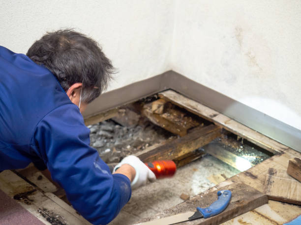 Best Attic Mold Removal  in West Babylon, NY