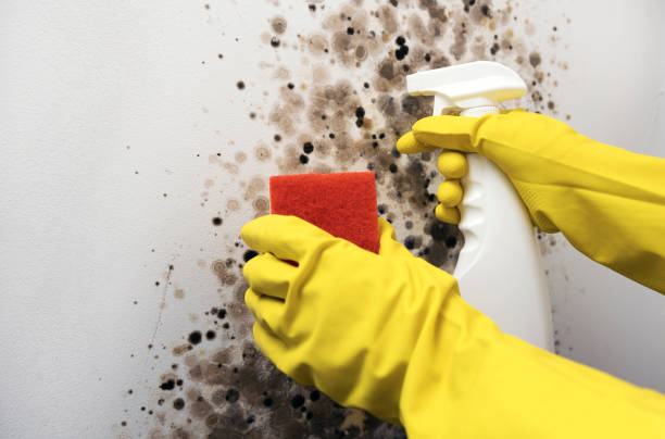 Mold Removal Process in West Babylon, NY