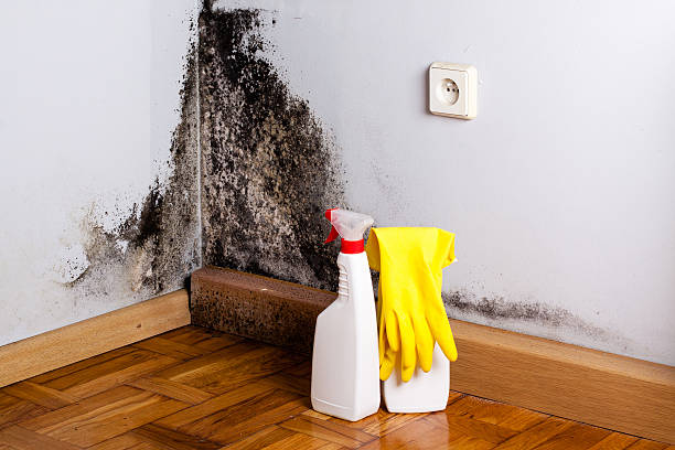 Home Mold Removal in West Babylon, NY