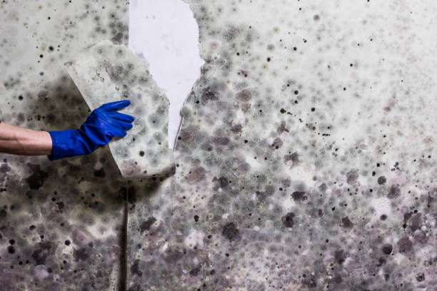 Best Same-Day Mold Removal  in West Babylon, NY