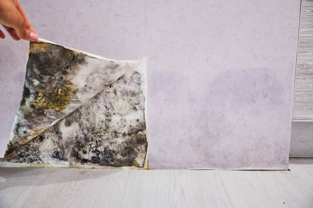Best Mold Cleaning Services  in West Babylon, NY